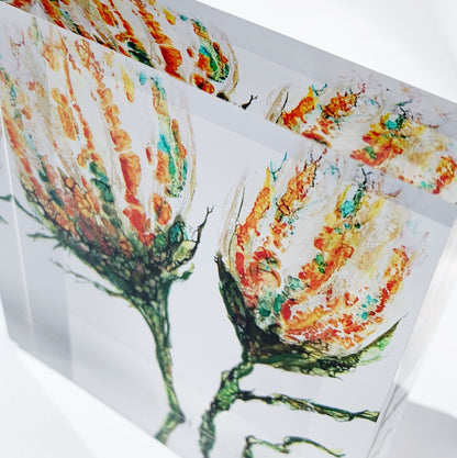 Orangene Blumenblüten auf Acrylglas